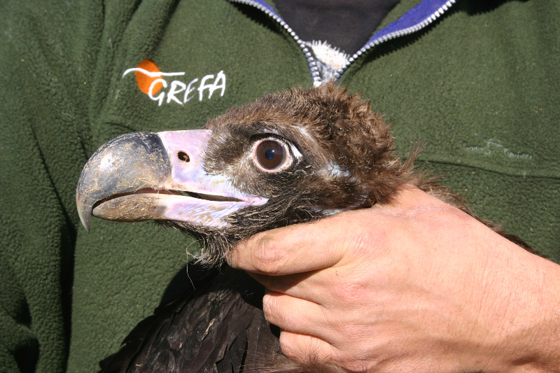 Manejo de ejemplar de 3 anos de buitre negro antes de ser introducidos en la jaula de aclimatacion de Boumort