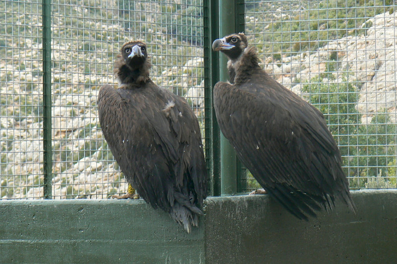 Pareja de buitres negros (Aegypius Monachus)