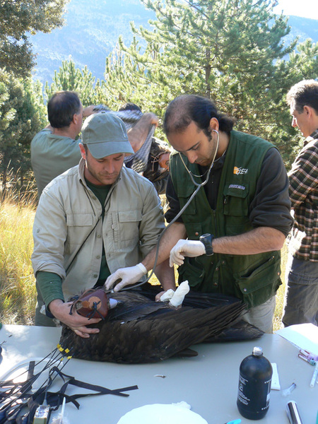 Chequeo veterinario de un buitre negro en pirineos