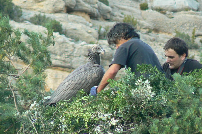 Colocación de un señuelo para buitre negro en pirineos