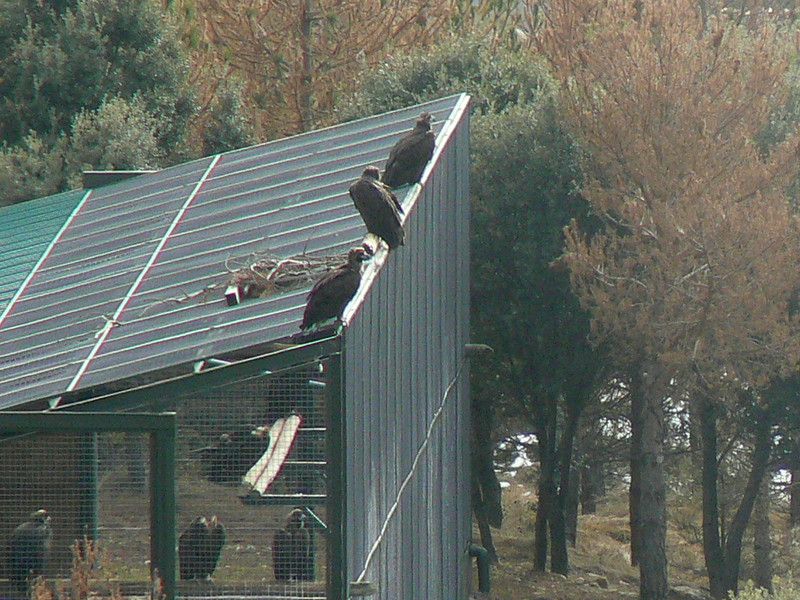 3 buitres negros liberados en 2008 interaccionando con ejemplares que se liberarán en 2009