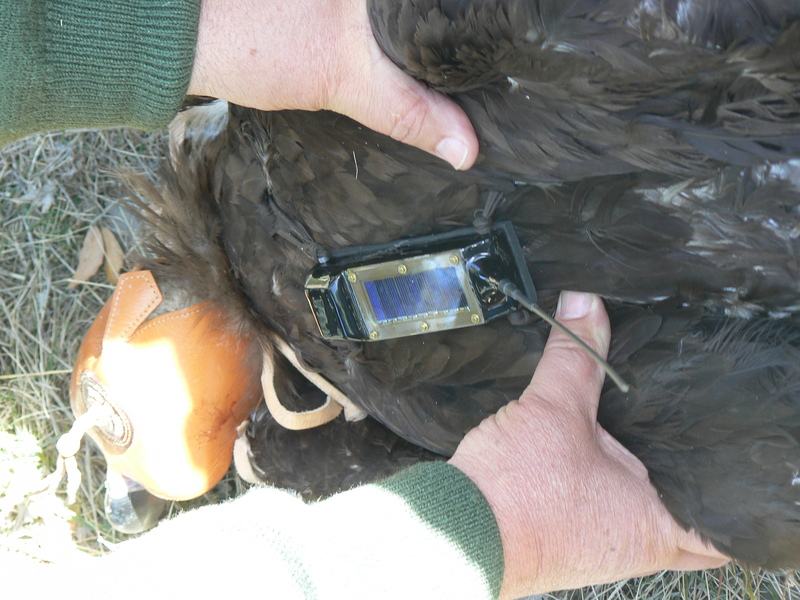 Colocación a Herbasabina, buitre negro, del transmisor satélite-GPS en Boumort, que permanece fiel al prepirineo