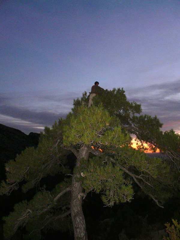 Colocacion de plataforma para facilitar la nidificacion de los buitres negros