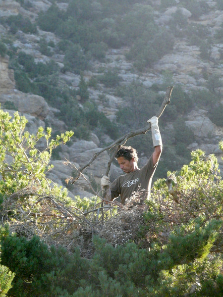 Colocacion de plataforma para facilitar la nidificacion de los buitres negros