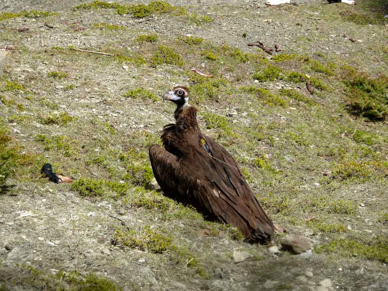 Herbasavina, localizada en un comedero de Huesca