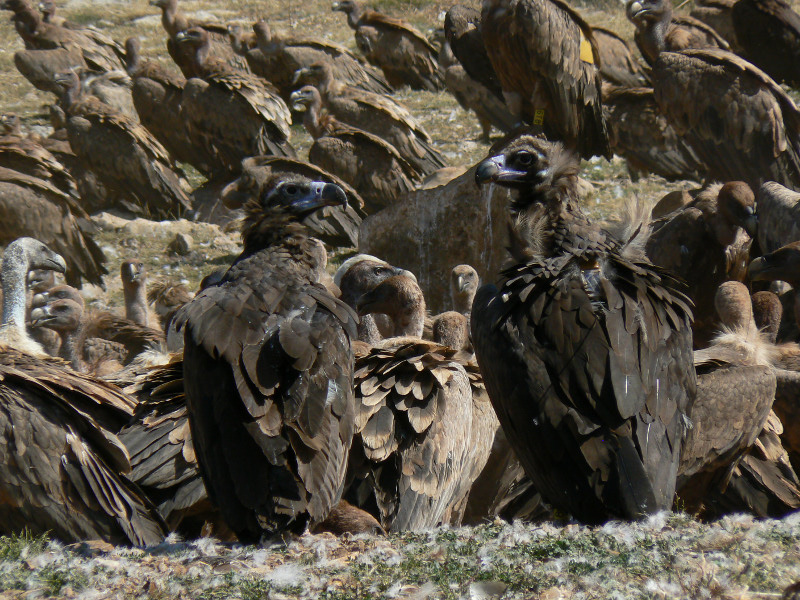 Portell y Gallarda en el PAS de Boumort. Nótese el emisor satelital en el ejemplar a la dcha.