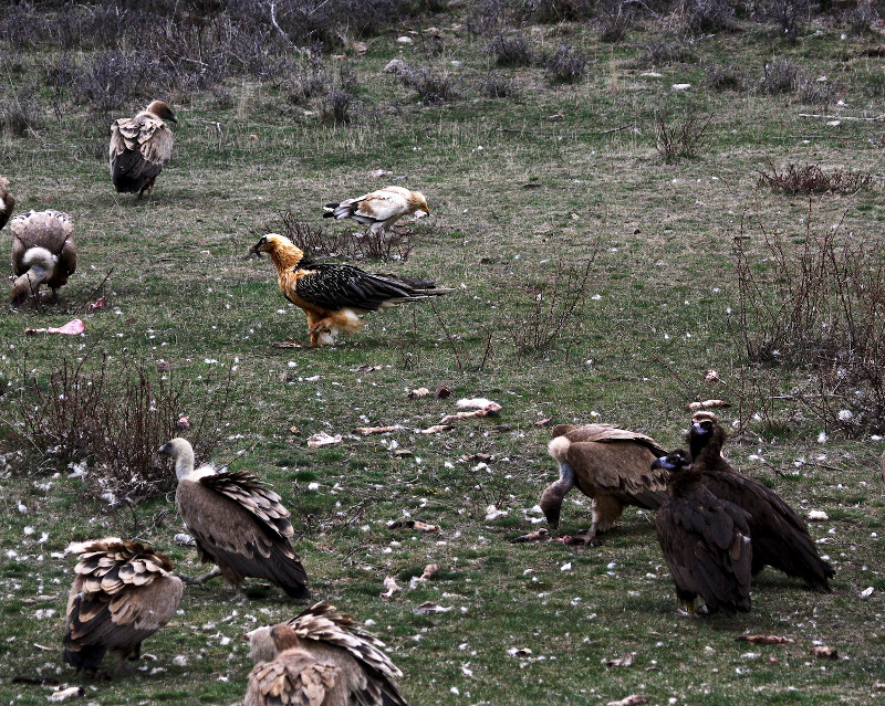 Lass cuatro especies buitres ibericas en el prepirineo de Lleida. Autor: Toni Batet