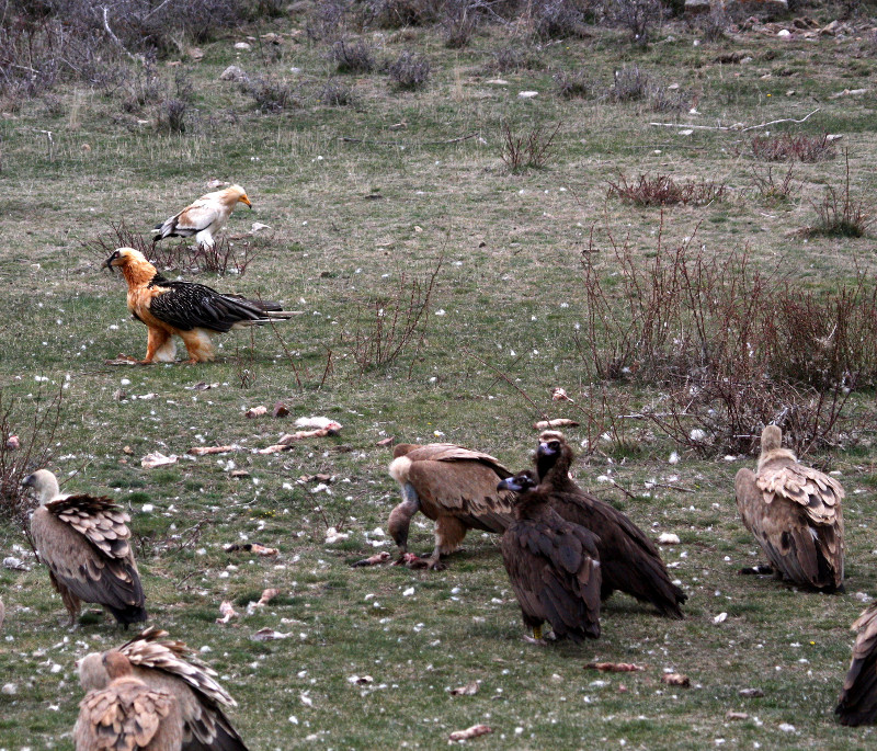 Las cuatro especies de buitres ibericos en el prepirineo de Lleida. Autor: Toni Batet