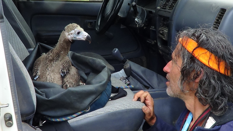 Mario con Mim, pollo de buitre negro rescatado de su nido