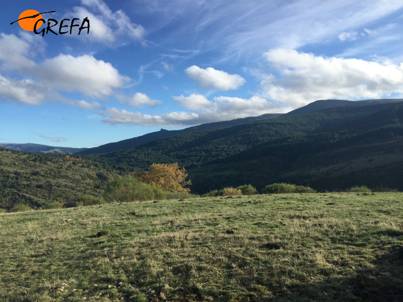 Entorno donde se desarrolla la reintroducción del buitre negro