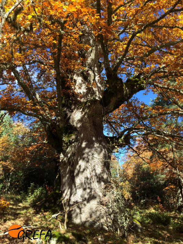 El gran roble de Huerta de Arriba