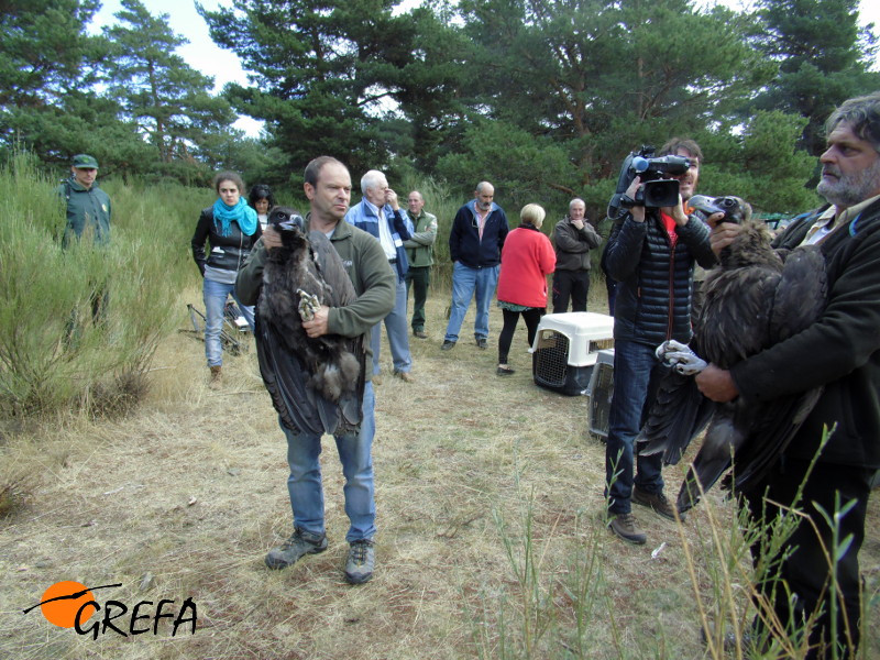 Momentos antes de introducir a los buitres en el jaulón de aclimatación, al acto acudieron muchos vecinos de la Demanda