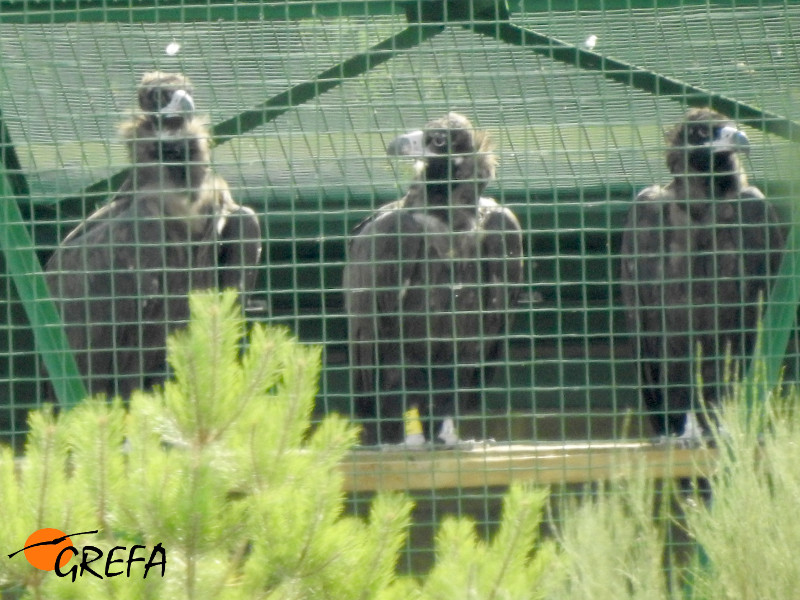 Buitres negros en la la jaula de aclimatación