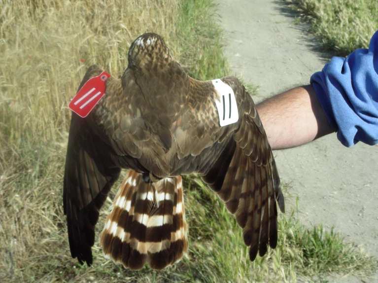 Hembra de aguilucho cenizo marcada con marcas alares