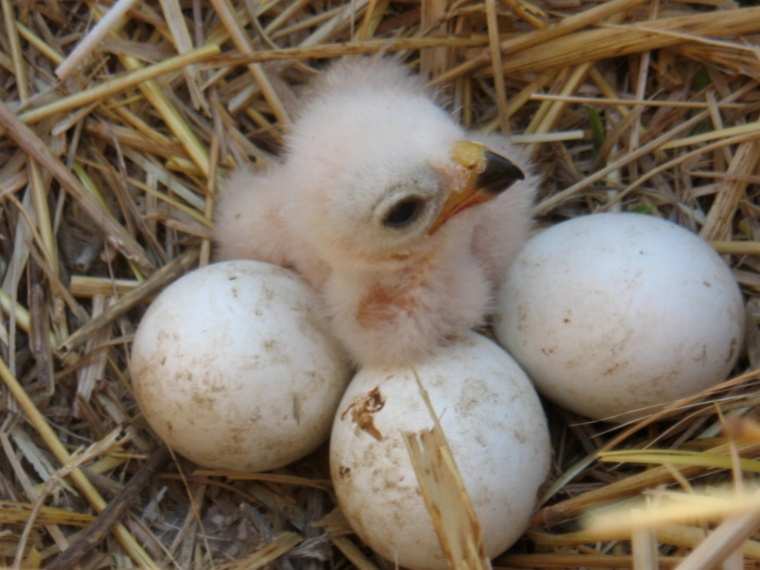 Nido de aguilucho cenizo con un pollo recien nacido