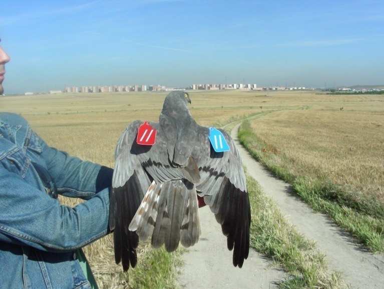 Macho de aguilucho cenizo con marcas alares