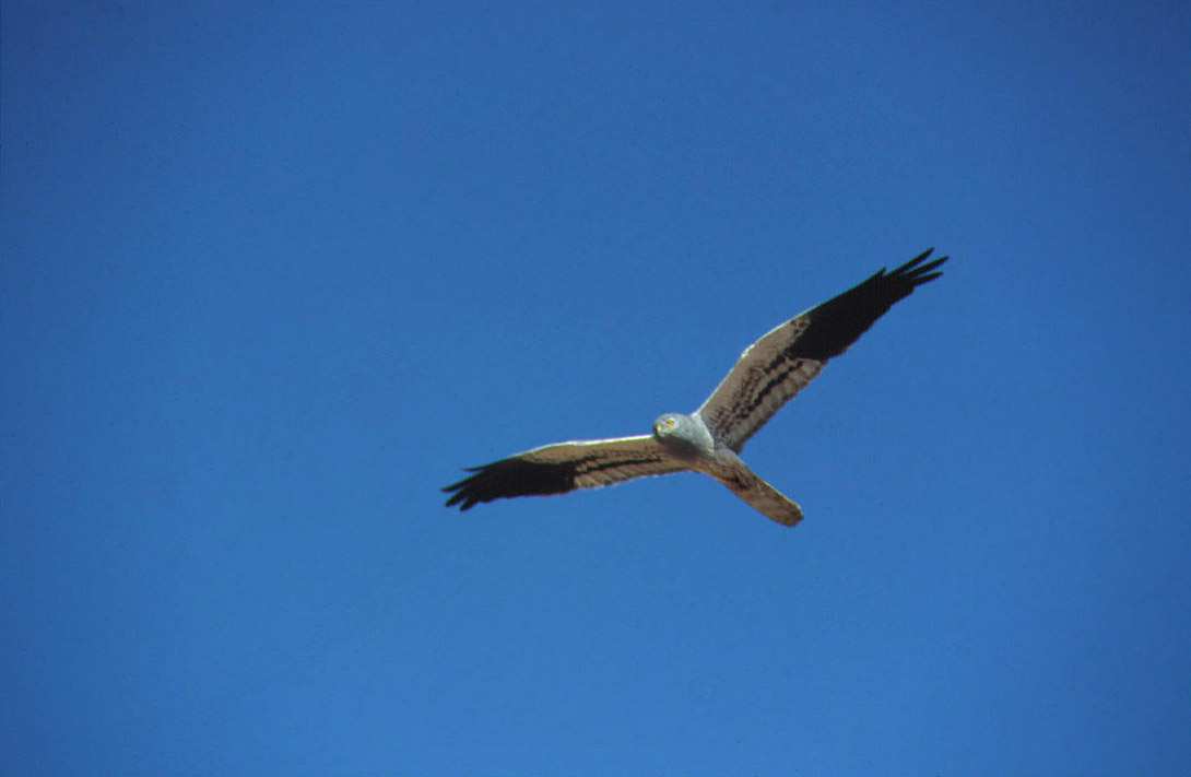 Macho adulto de aguilucho cenizo en vuelo