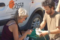 Anillando a los pollos de aguilucho rescatados