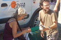 Anillando a los pollos de aguilucho rescatados