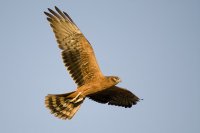 Joven de aguilucho cenizo volando alrededor del hacking