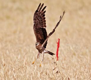 Hembra de aguilucho cenizo entrando al nido que habíamos localizado y marcado . Foto: Ignacio Yúfera.