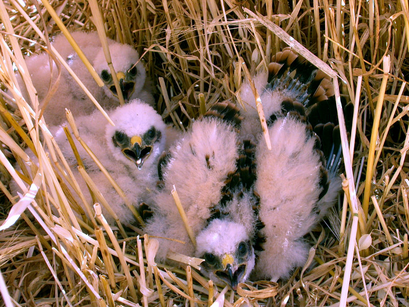 Pollos de aguilucho en el nido