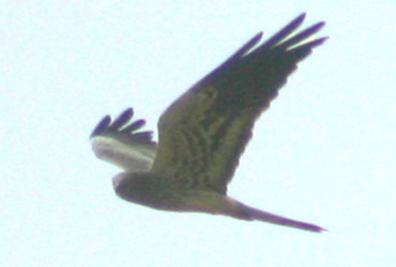 Macho de aguilucho cenizo en vuelo