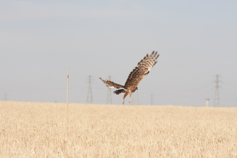 Hembra de aguilucho cenizo saliendo del nido