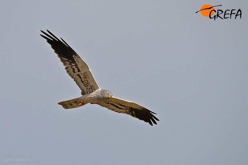 Conservación aguiluchos ibericos