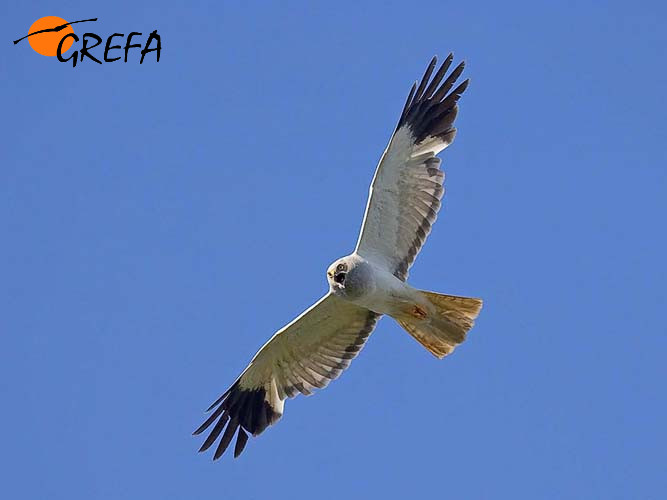 Aguilucho pálido en vuelo