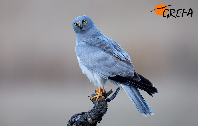 Aguilucho pálido macho