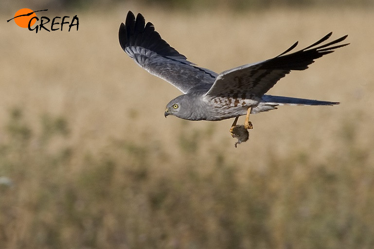 Aguilucho cenizo