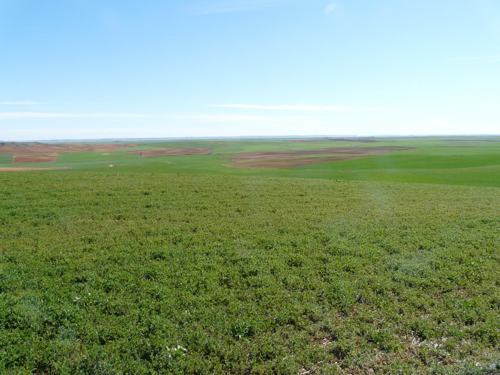 Vista panorámica de una pequeña porción representativa de la Comarca agraria de Tierra de Campos en la provincia de Palencia. Véase la absoluta deforestación y simplificación del paisaje.