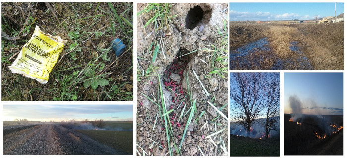 Este collage retrata diferentes imágenes tomadas por nuestros técnicos en sus jornadas de campo, donde han sido testigos de numerosas quemas, aplicaciones de rodenticidas y casos de envenenamiento de fauna.