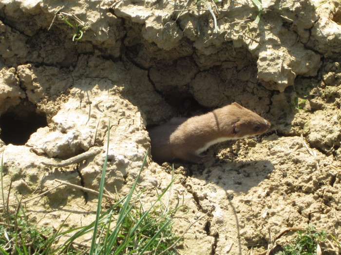 Comadreja fotografiada al salir de una madriguera de topillo en cultivo de alfalfa de Ávila. Ésta fue detectada gracias a que escuchamos los chillidos del topillo que acababa de capturar.