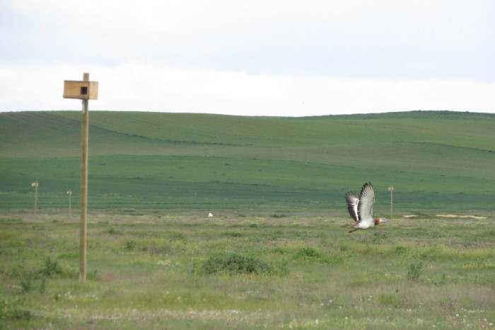 Macho de avutarda volando en las praderas donde instalamos cajas nido en la provincia de Zamora.