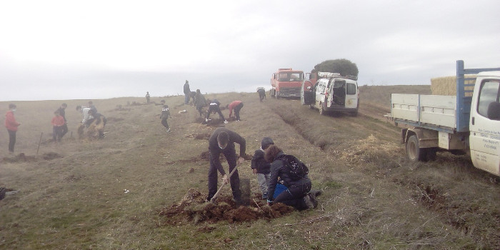 Plantación de arboles y arbustos autóctonos en Vía Pecuaria de la provincia de Segovia