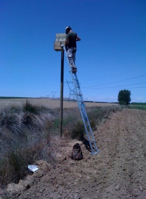 Recopilando información de una de las cajas nido del proyecto "Contol Biológico del Topillo Campesino"