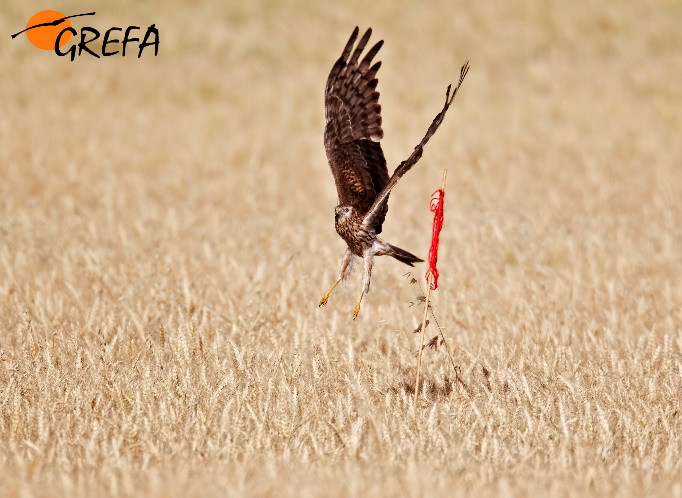 conservación aguiluchos ibericos