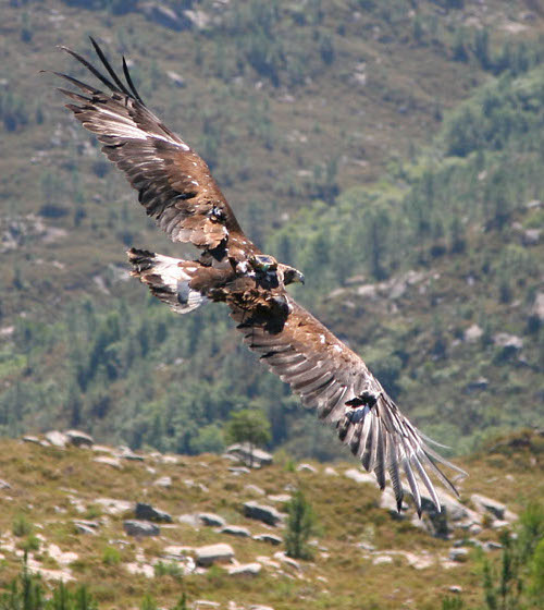 Eufemia, águila real