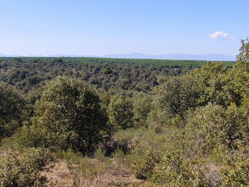 La mayoría del parque regional se encuentra ocupado por encinares