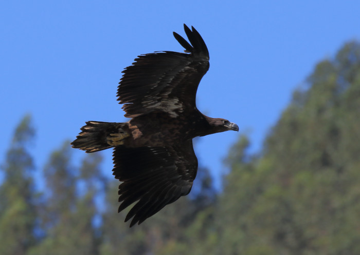 Uno de los siete pigargos europeos liberados, en pleno vuelo. Foto: Ilja Alexander Schroeder.