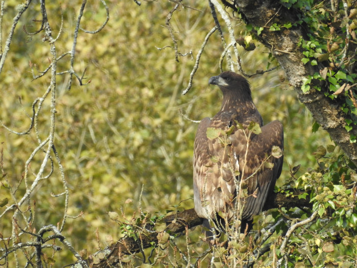 Pigargo europeo