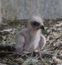 GREFA es el único centro del mundo que ha reproducido de forma natural esta especie para su liberación.