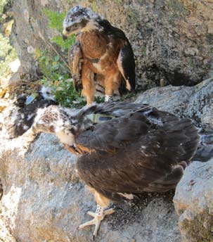 Hacking para la liberación de los pollos ubicado en un cortado rocoso de la ZEPA 56.