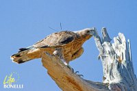 Haza en el entorno del Hacking durante 2015.