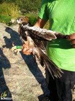 Captura de Álbali, veáse el problema en el ala izquierda.