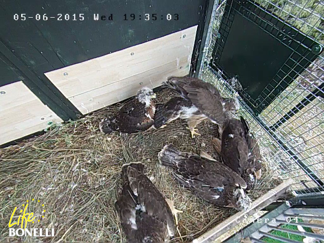 Ilustración 3. Plataforma de liberación cerrada. Nótese las distintas edades de las águilas de la imagen.