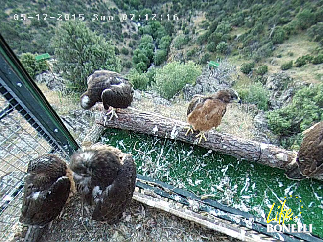 Ilustración 41. Plataforma de liberación abierta.