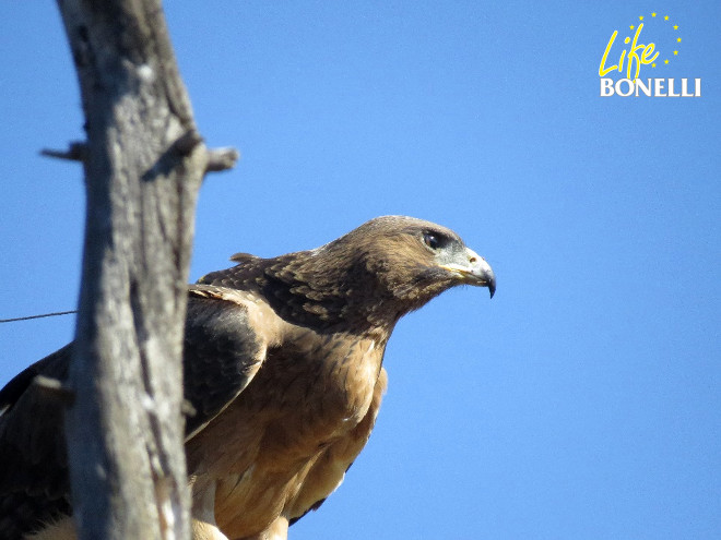 Ilustración 33. Haza preparada para comenzar la dispersión en 2014